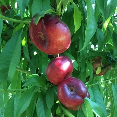 Нектарин ДОНАТ ИНЖИРНЫЙ  Нектарин ДОНАТ ИНЖИРНЫЙ в Барнауле