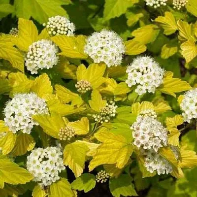 Пузыреплодник ДАРТС ГОЛД  Пузыреплодник ДАРТС ГОЛД в Барнауле