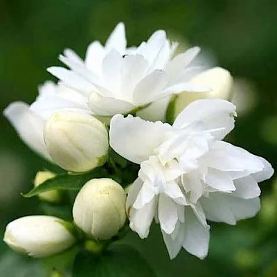 Жасмин ШНЕЕШТРУМ  Жасмин ШНЕЕШТРУМ в Барнауле