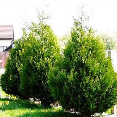 Туя АТРОВИРЕНС складчатая  Туя АТРОВИРЕНС складчатая в Барнауле