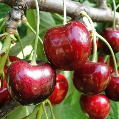 Черешня САШЕНЬКА  Черешня САШЕНЬКА в Барнауле