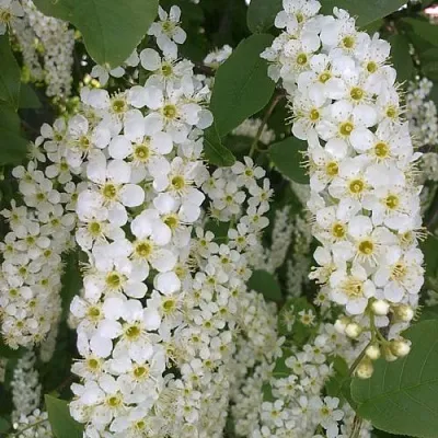 Черемуха САМОПЛОДНАЯ  Черемуха САМОПЛОДНАЯ в Барнауле