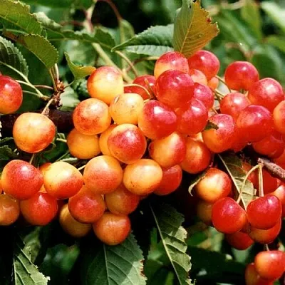 Черешня БЮТТНЕРА КРАСНАЯ  Черешня БЮТТНЕРА КРАСНАЯ в Барнауле