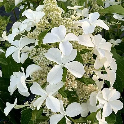 Гортензия ЛЕВАНА метельчатая в Барнауле