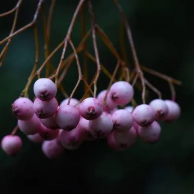 Рябина ПЕКИНСКАЯ сладкоплодная в Барнауле
