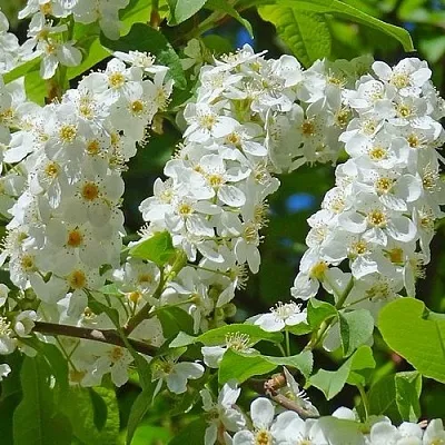 Черемуха ЧАЙКА  Черемуха ЧАЙКА в Барнауле