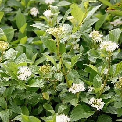 Дерен ФЛАВИРАМЕА отпрысковый   Дерен ФЛАВИРАМЕА отпрысковый  в Барнауле