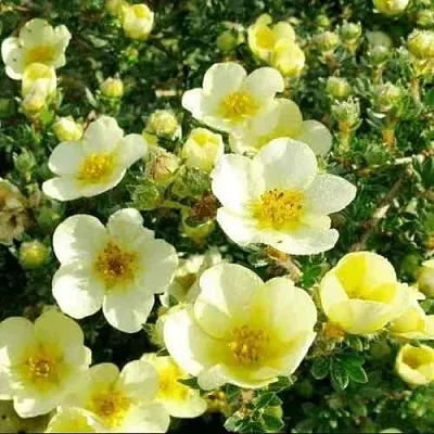 Лапчатка КЛОНДАЙК кустарниковая в Барнауле