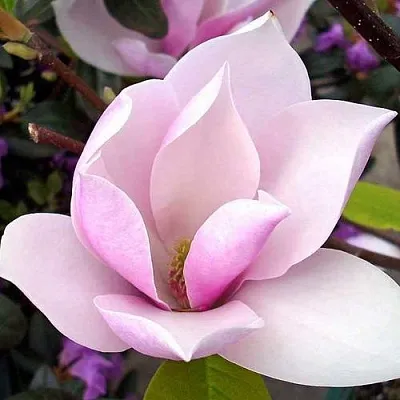 Магнолия АЛЕКСАНДРИНА   Магнолия АЛЕКСАНДРИНА  в Барнауле