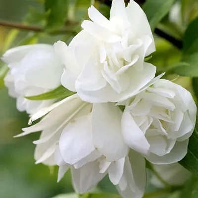 Жасмин МАНТО Д’ЭРМИН  Жасмин МАНТО Д’ЭРМИН в Барнауле