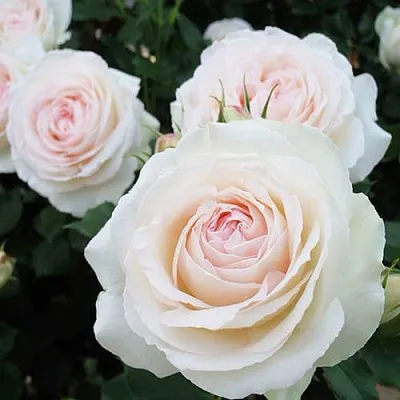 Саженцы роз ПАЛЕ РОЯЛЬ плетистая  Саженцы роз ПАЛЕ РОЯЛЬ плетистая в Барнауле