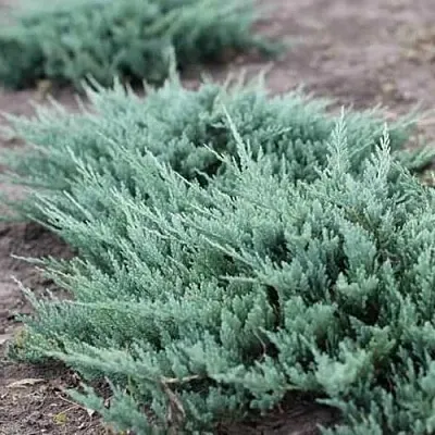 Можжевельник БЛЮ ЧИП горизонтальный  Можжевельник БЛЮ ЧИП горизонтальный в Барнауле