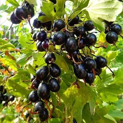 Смородина золотистая ОВАЛЬНАЯ  Смородина золотистая ОВАЛЬНАЯ в Барнауле