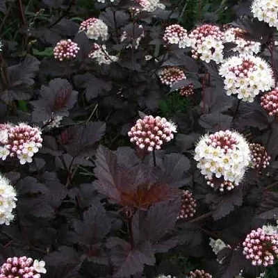 Пузыреплодник ДИАБЛО  Пузыреплодник ДИАБЛО в Барнауле