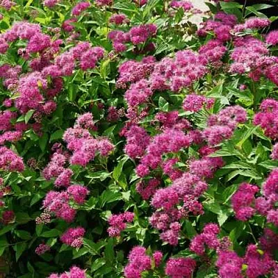 Спирея КРИСПА японская  Спирея КРИСПА японская в Барнауле