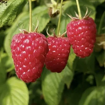 Малина МАПЕМА   Малина МАПЕМА  в Барнауле