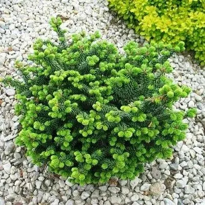 Пихта НАНА бальзамическая  Пихта НАНА бальзамическая в Барнауле