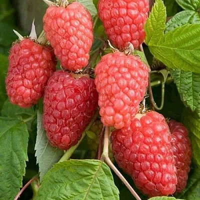 Малина КАСКАД ДЕЛАЙТ  Малина КАСКАД ДЕЛАЙТ в Барнауле