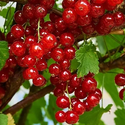 Смородина красная НАТАЛИ  Смородина красная НАТАЛИ в Барнауле