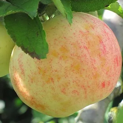 Яблоня ЛЕТНЕЕ СЛАДКОЕ  Яблоня ЛЕТНЕЕ СЛАДКОЕ в Барнауле