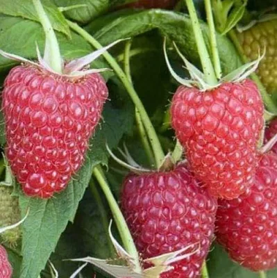 Малина ЕВРАЗИЯ  Малина ЕВРАЗИЯ в Барнауле