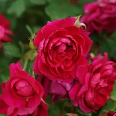 Саженцы роз КВАДРА плетистая  Саженцы роз КВАДРА плетистая в Барнауле