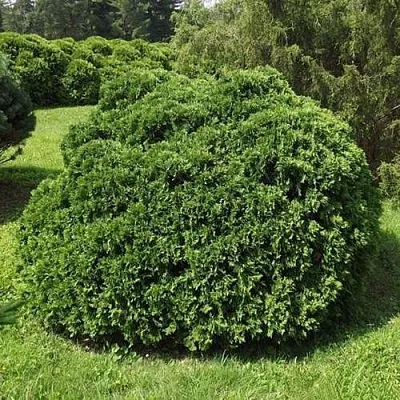 Туя УМБРАКУЛИФЕРА западная  Туя УМБРАКУЛИФЕРА западная в Барнауле