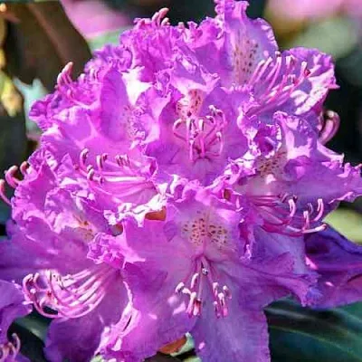 Рододендрон АЛЬФРЕД  Рододендрон АЛЬФРЕД в Барнауле