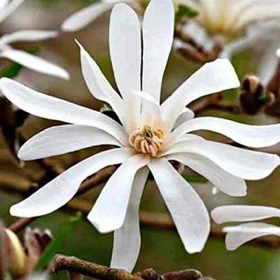 Магнолия СТЕЛЛАТА  Магнолия СТЕЛЛАТА в Барнауле