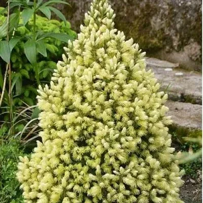 Ель МАЙГОЛД колючая  Ель МАЙГОЛД колючая в Барнауле