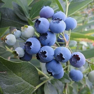 Голубика ЛЕГАЦИЯ  Голубика ЛЕГАЦИЯ в Барнауле