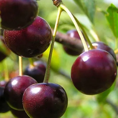 Вишня ЛИВЕНСКАЯ в Барнауле