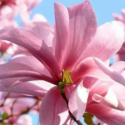 Магнолия ГАЛАКСИ  Магнолия ГАЛАКСИ в Барнауле