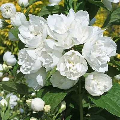 Жасмин махровый  Жасмин махровый в Барнауле