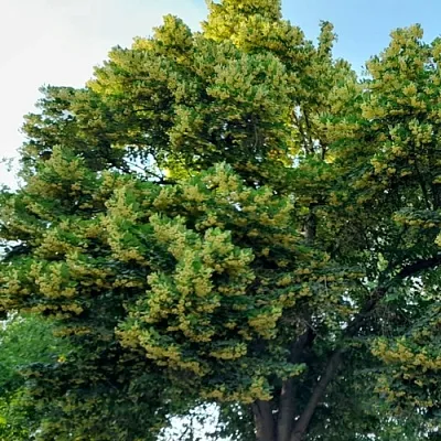 Липа  Липа в Барнауле