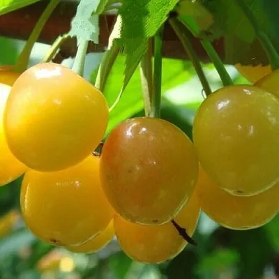 Черешня ЯНТАРНАЯ  Черешня ЯНТАРНАЯ в Барнауле