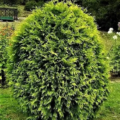 Туя ТИП ТОП западная  Туя ТИП ТОП западная в Барнауле