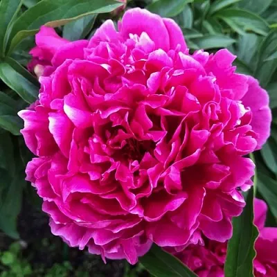 Пион КАРЛ РОЗЕНФЕЛЬД травянистый  Пион КАРЛ РОЗЕНФЕЛЬД травянистый в Барнауле