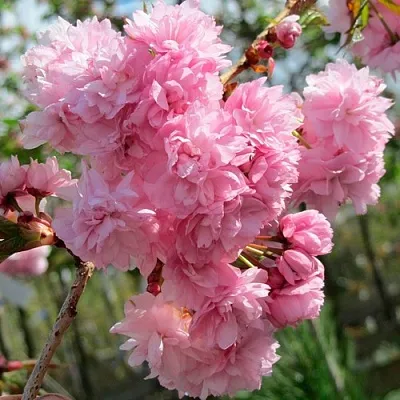 Сакура КИКУ ШИДАРЕ  Сакура КИКУ ШИДАРЕ в Барнауле