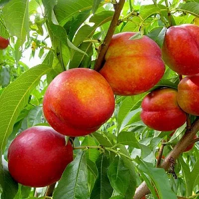 Нектарин ХАРБЛЕЙЗ  Нектарин ХАРБЛЕЙЗ в Барнауле