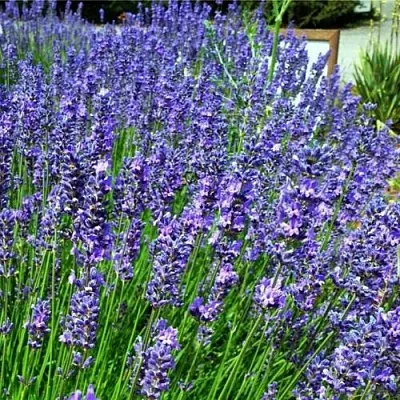 Лаванда ФЕНОМЕНАЛ узколистная  Лаванда ФЕНОМЕНАЛ узколистная в Барнауле