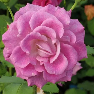 Саженцы роз ВИОЛЕТТА чайно-гибридная в Барнауле