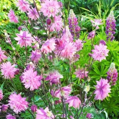 Аквилегия БАРЛОУ ПИНК гибрид МакКаны — описание сорта Аквилегия БАРЛОУ ПИНК гибрид МакКаны в Барнауле