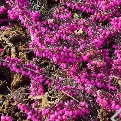 ЭРИКА "АЛЬПИЙСКИЙ ВЕРЕСК" (зимующая) сорт АТРОРУБРА  ЭРИКА "АЛЬПИЙСКИЙ ВЕРЕСК" (зимующая) сорт АТРОРУБРА в Барнауле