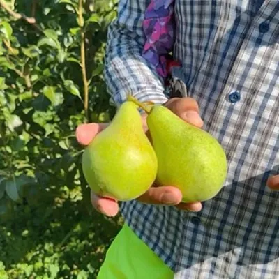 Груша ЗАРЕЧНАЯ КОМПАКТНАЯ  Груша ЗАРЕЧНАЯ КОМПАКТНАЯ в Барнауле