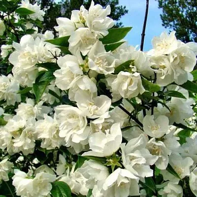 Жасмин ДЕНИСКИНЫ РАССКАЗЫ  Жасмин ДЕНИСКИНЫ РАССКАЗЫ в Барнауле