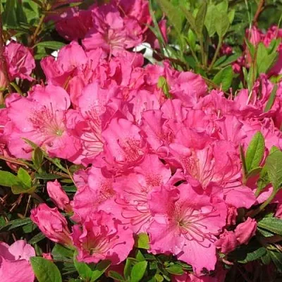 Азалия КИРСТИН японская  Азалия КИРСТИН японская в Барнауле