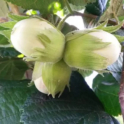 Фундук ЮННАТ  Фундук ЮННАТ в Барнауле