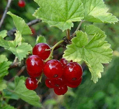 Смородина альпийская ШМИДТ  Смородина альпийская ШМИДТ в Барнауле