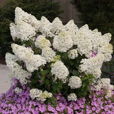 Гортензия БОБО метельчатая в Барнауле